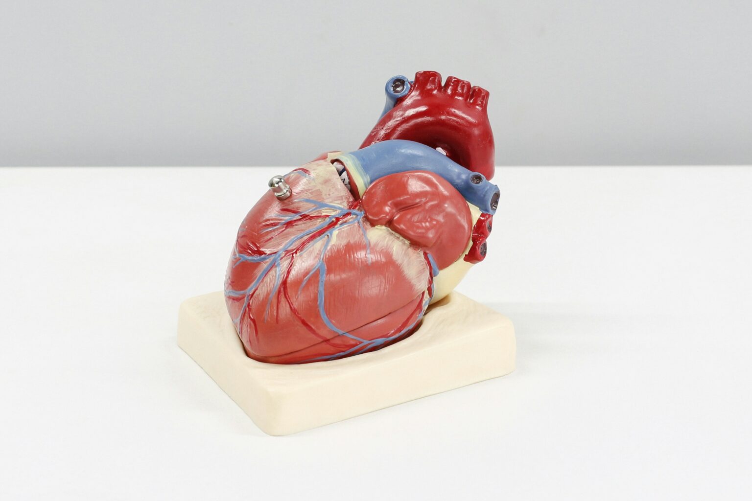 Human heart