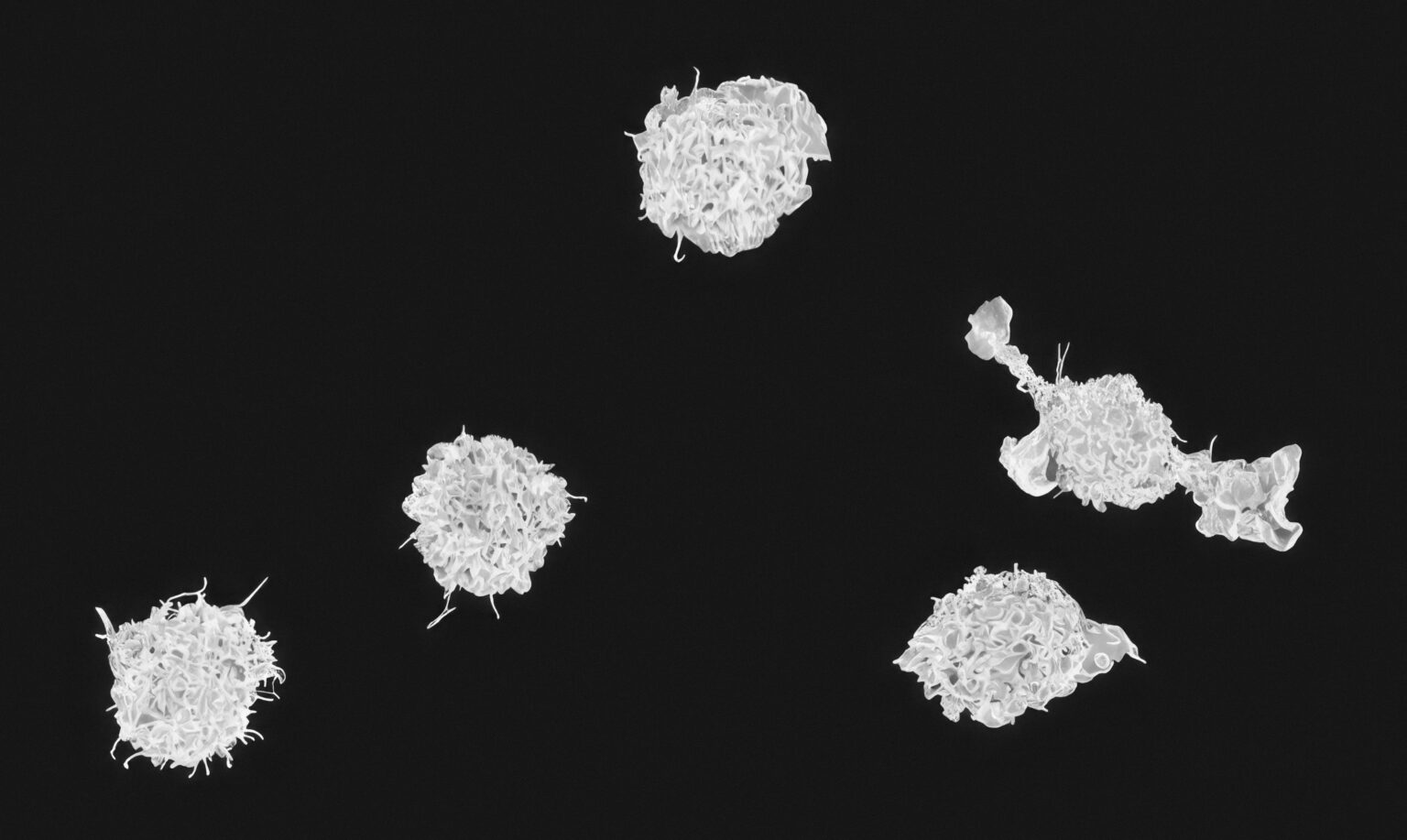 national-institute-of-allergy-and-infectious-diseases-fSMaj3E_EZU-unsplash national-institute-of-allergy-and-infectious-diseases-fSMaj3E_EZU-unsplash