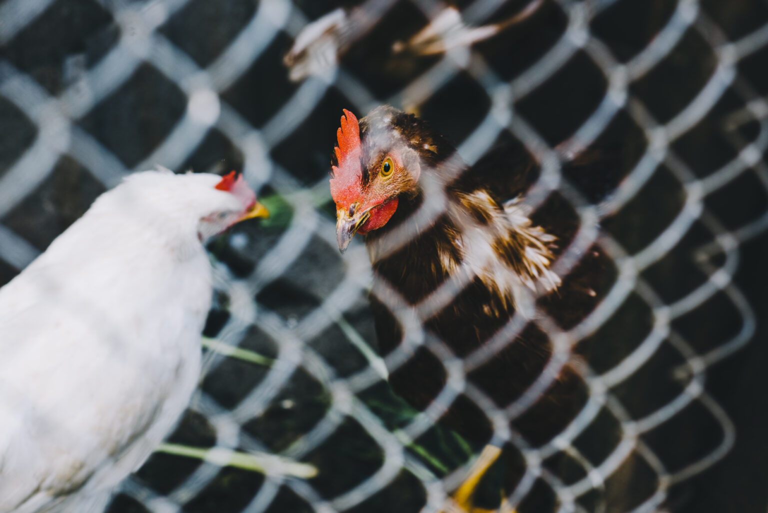 Chickens