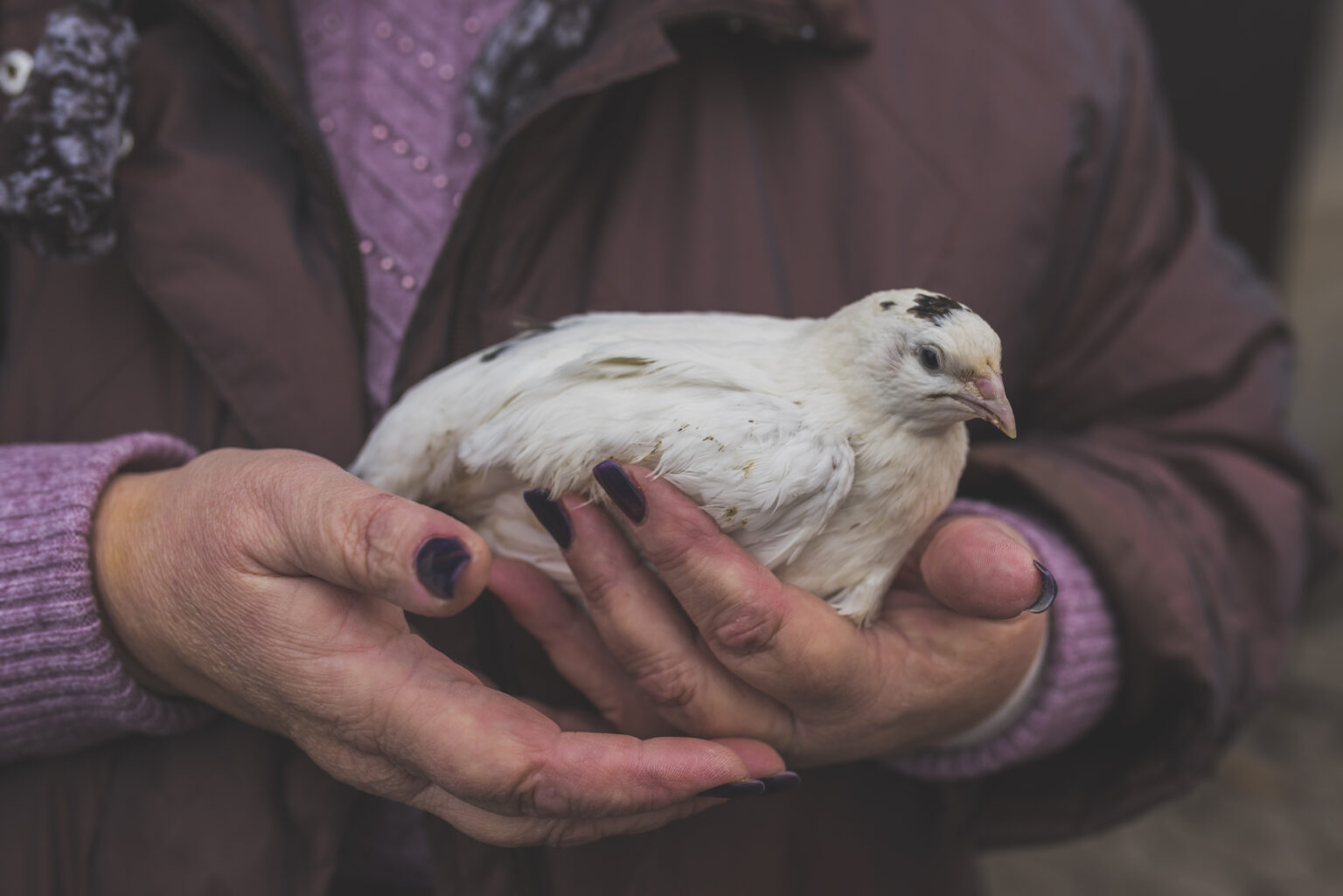 Bird in the arms